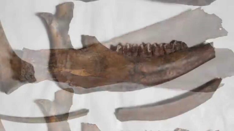 Samenwerking tussen Boeren en Consumenten in Lokale Voedselproductie