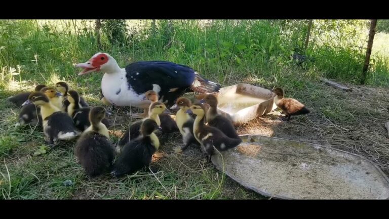 Ervaar het Traditionele Boerderijleven